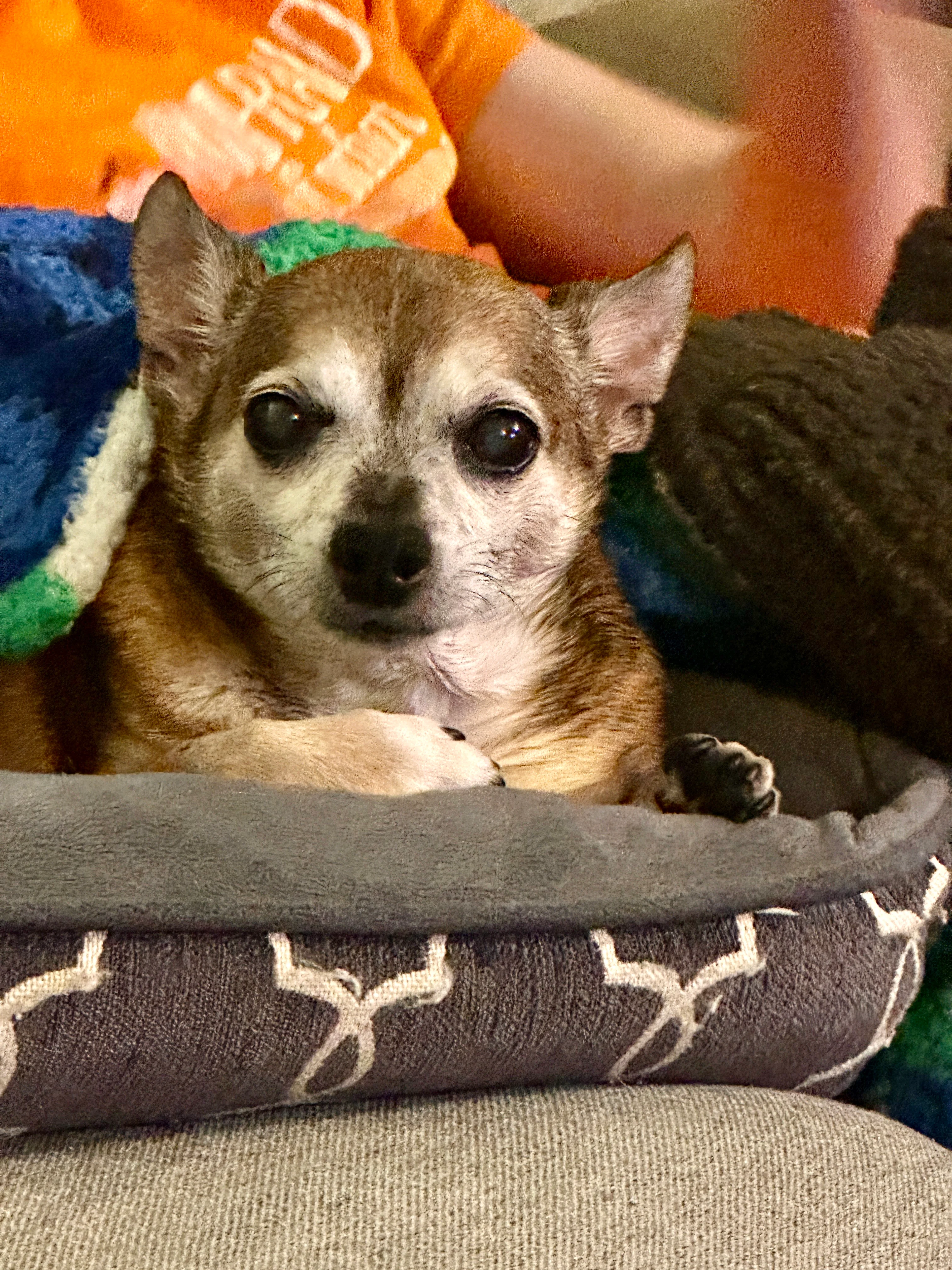 Peanut, the best dog ever
